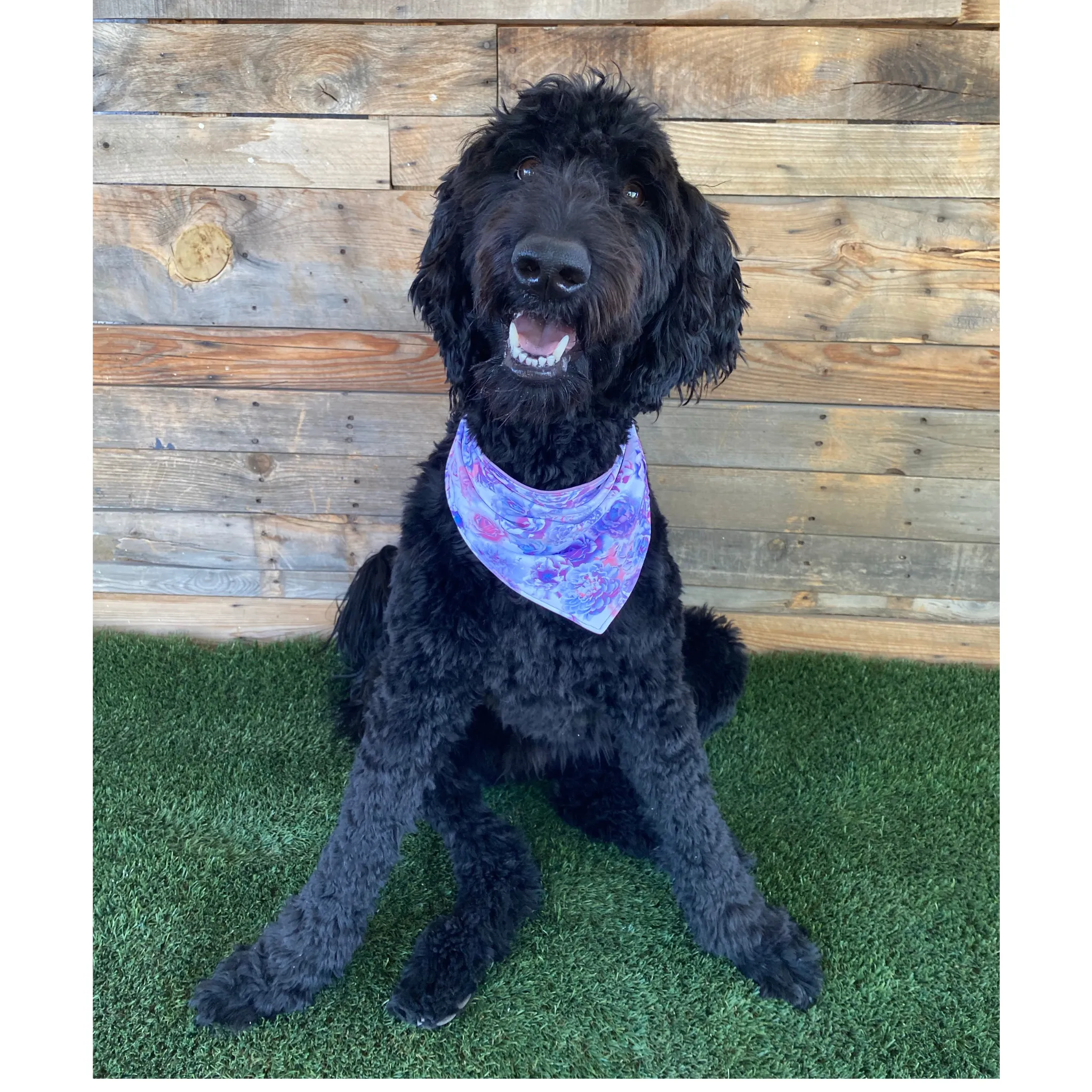 Reversible Lavender and Pastel Rose Print Dog Swim scARF