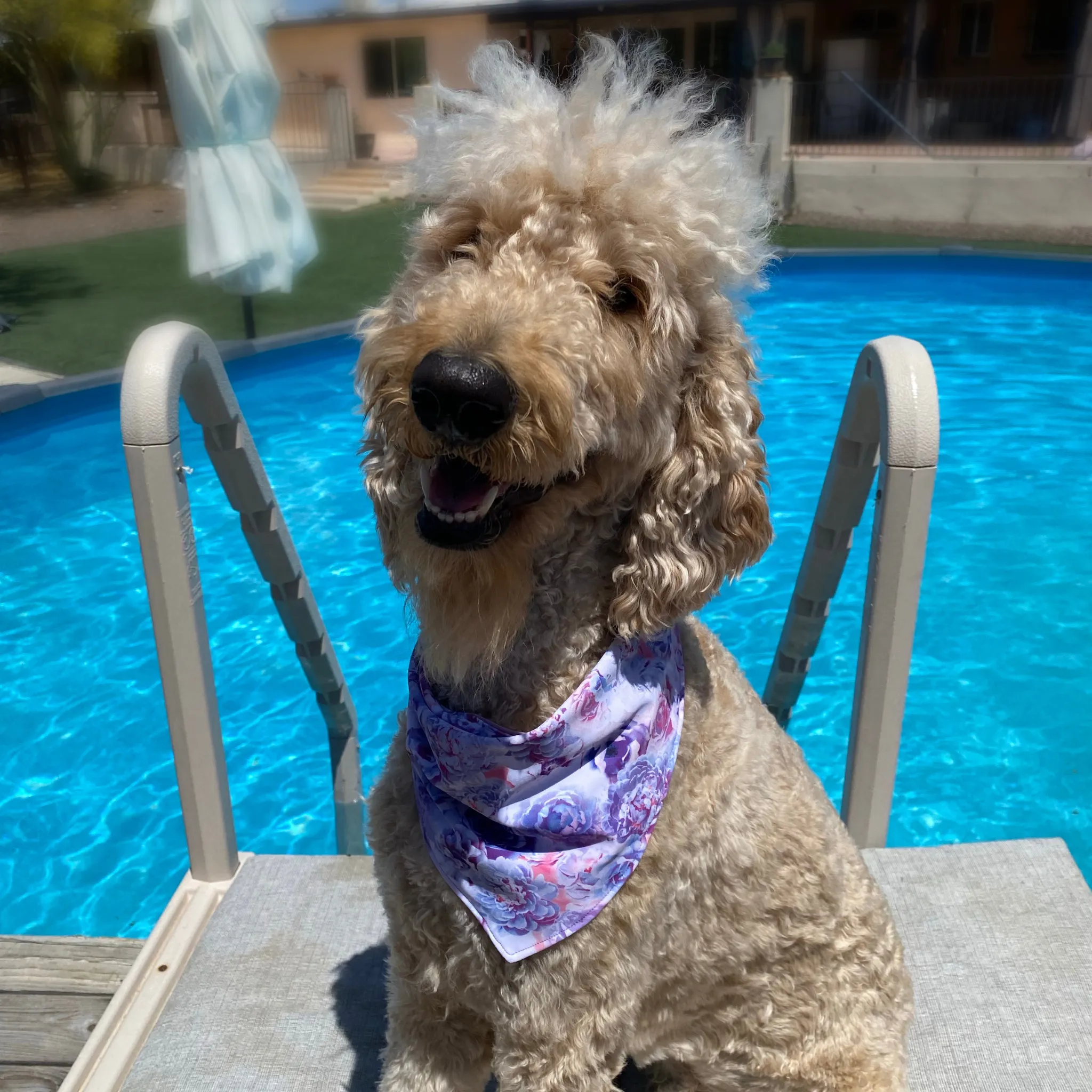 Reversible Lavender and Pastel Rose Print Dog Swim scARF