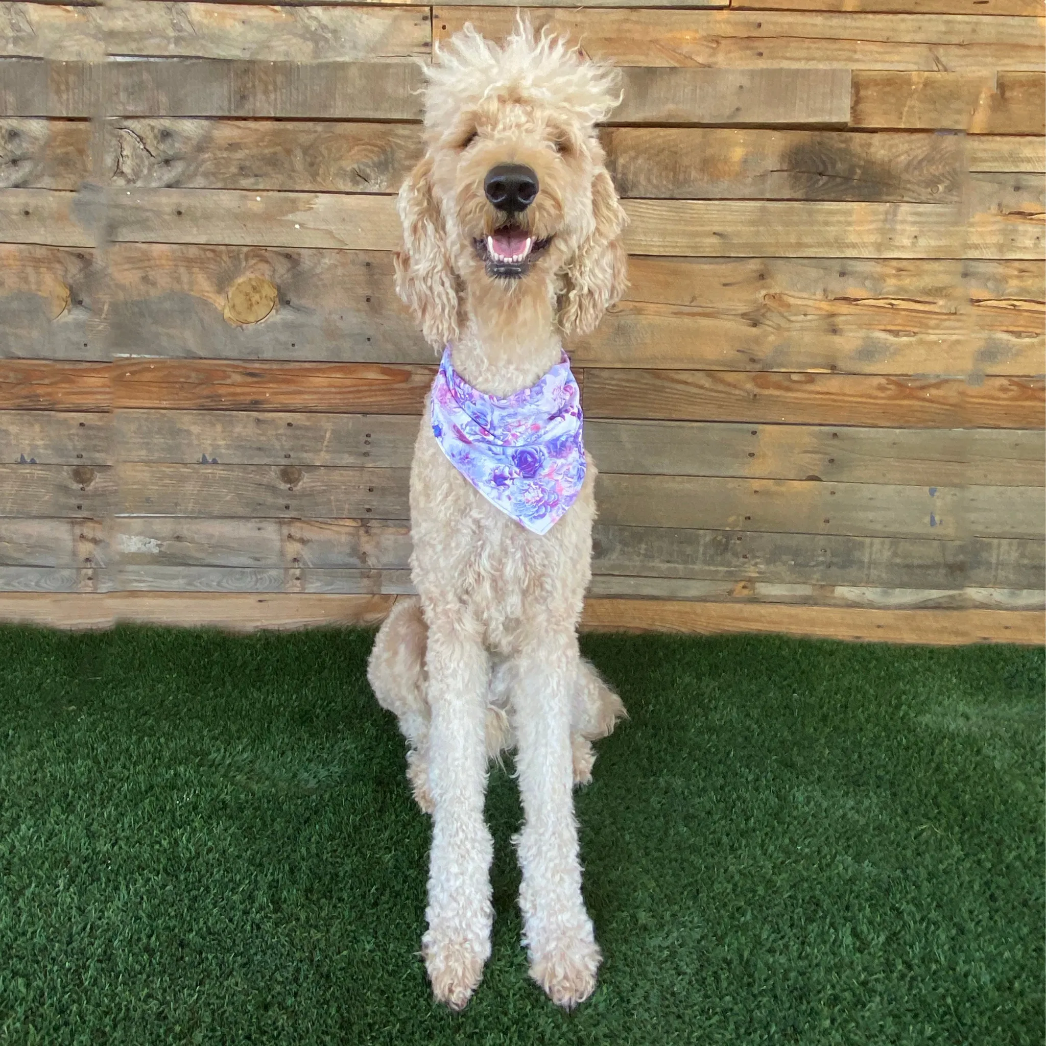 Reversible Lavender and Pastel Rose Print Dog Swim scARF