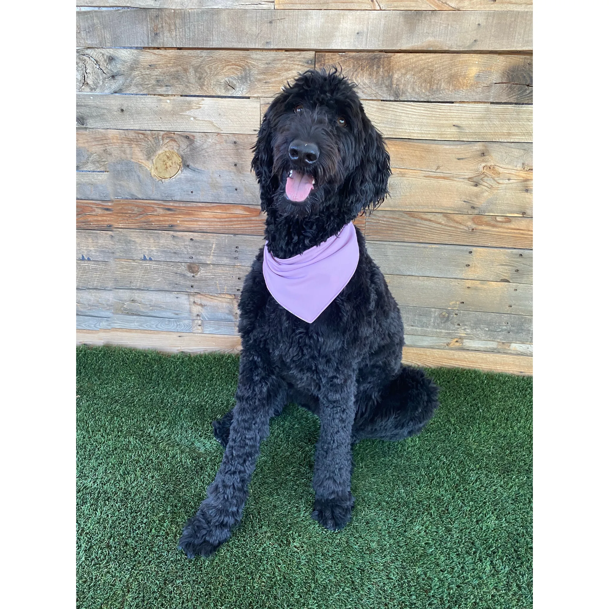 Reversible Lavender and Pastel Rose Print Dog Swim scARF