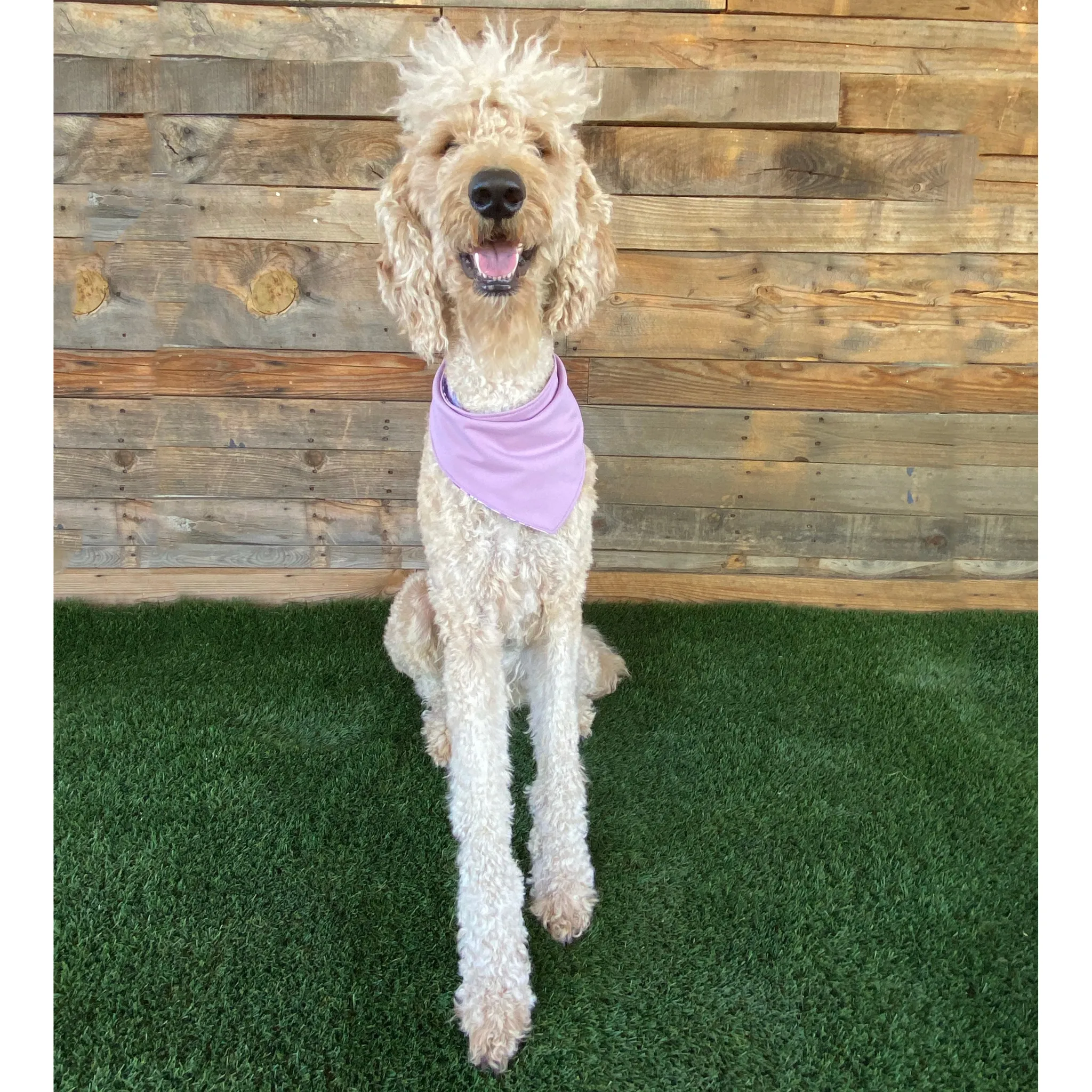 Reversible Lavender and Pastel Rose Print Dog Swim scARF